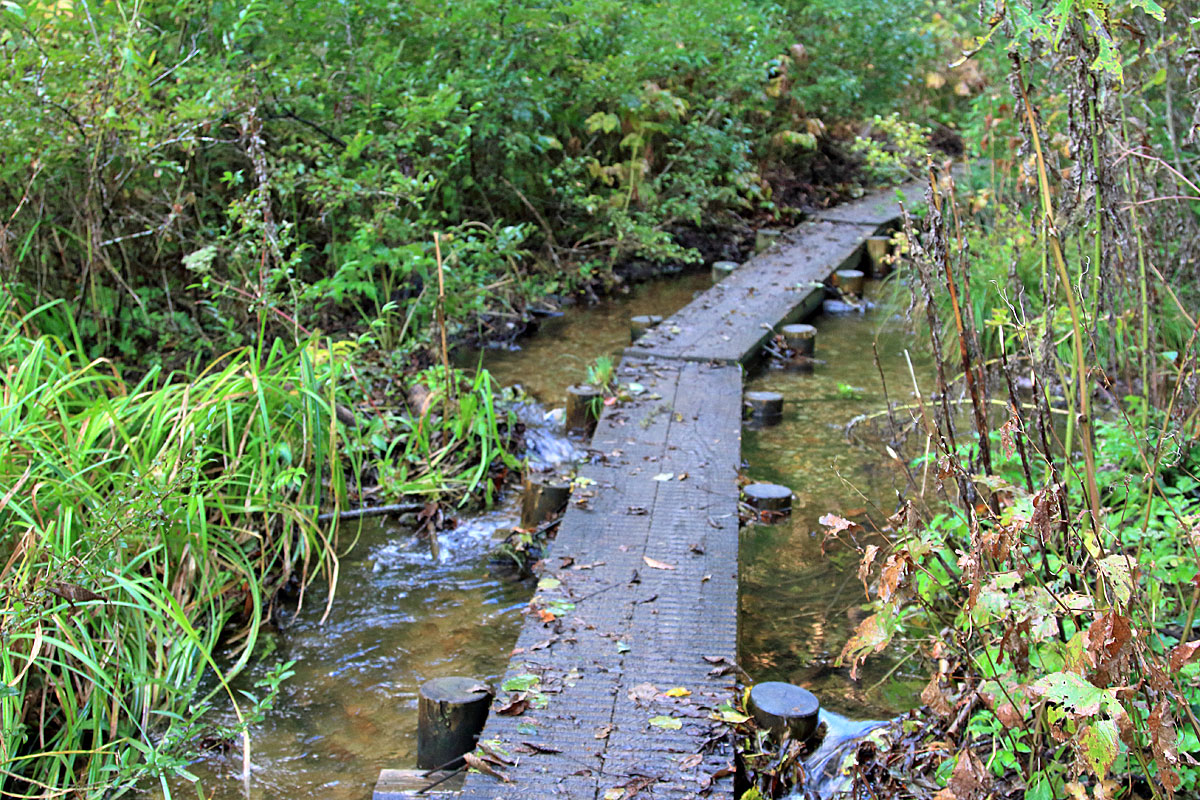 川の中の木道を歩く（中沼登山口）