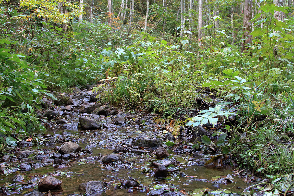 川の中の木道を歩く（中沼登山口）