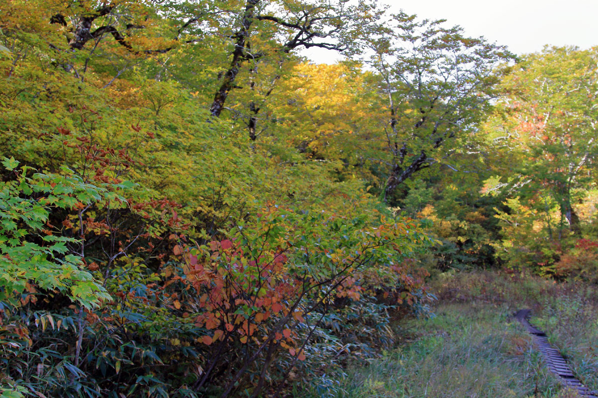 中沼から横岳稜線を望む。（点線は中沼コースの一部）