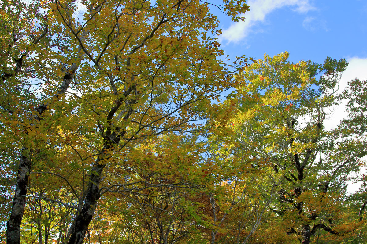 中沼から横岳稜線を望む。（点線は中沼コースの一部）