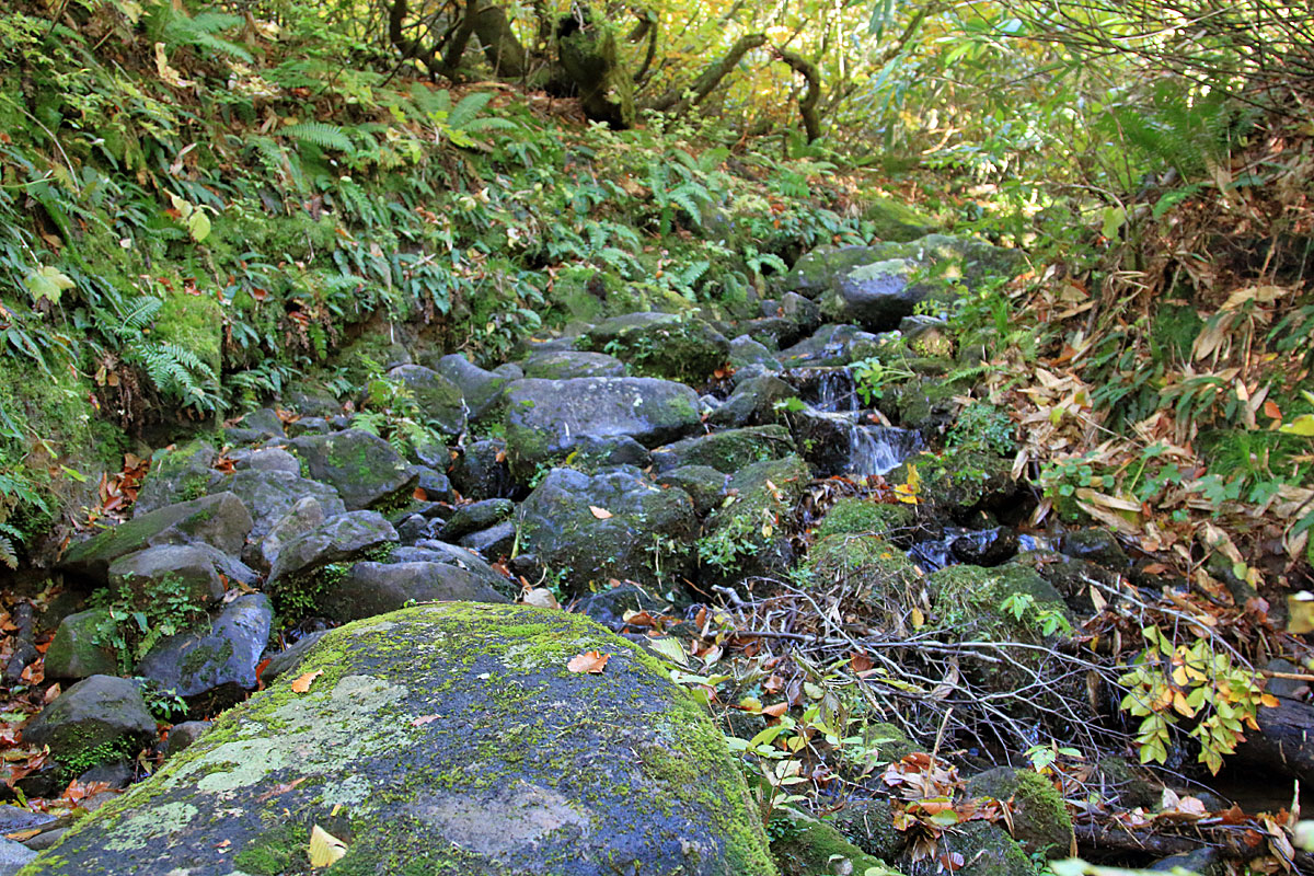 中沼から横岳稜線を望む。（点線は中沼コースの一部）