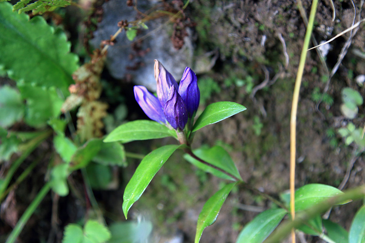 花の山/水の山/紅葉の山/焼石岳・中沼コースを歩く
